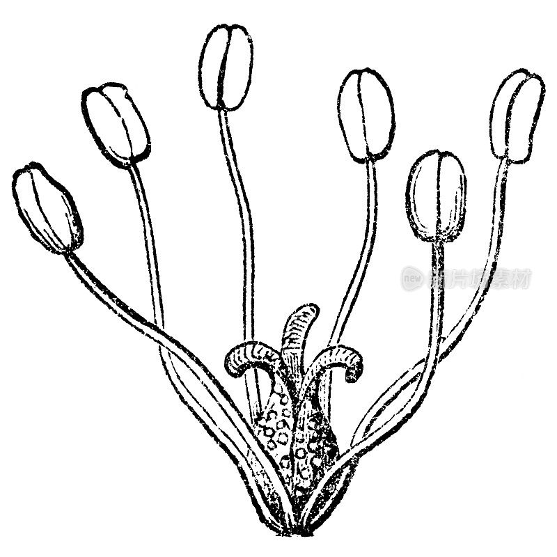 蜥蜴尾花(Saururus Cernuus) - 19世纪